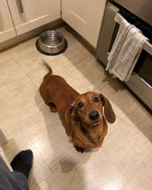 Hunden till Mikael S.
