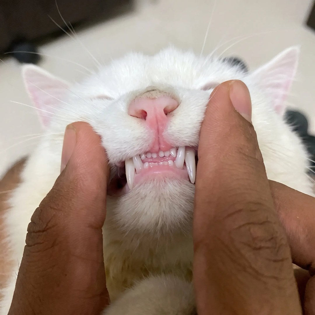 Katt hos veterinären