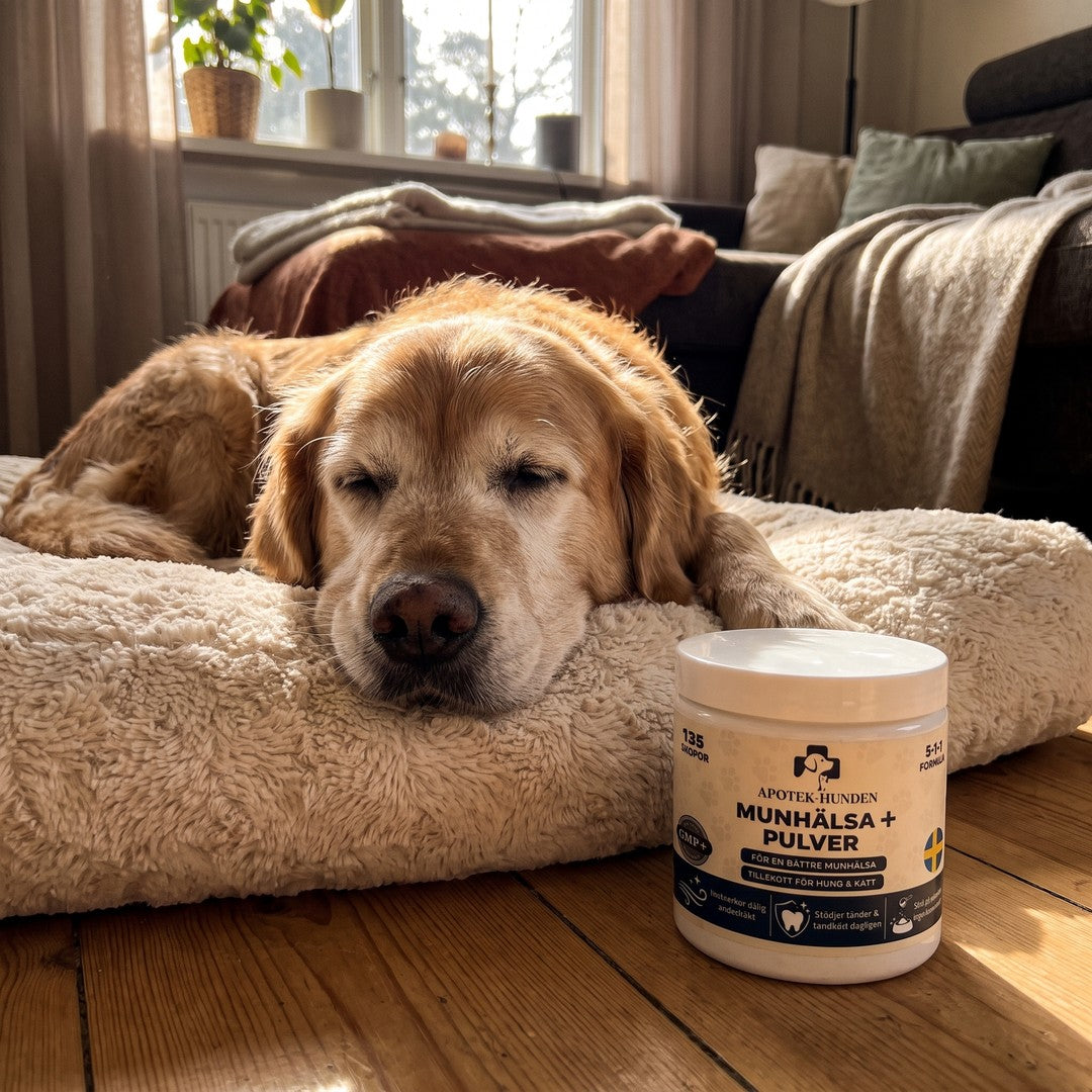 Seniorhund med Munhälsa+
