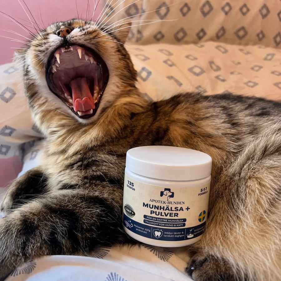 Närbild på katt som visar tänderna