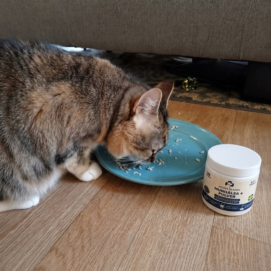 Katt som äter mat med Munhälsa+ bredvid skålen