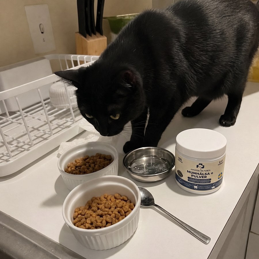 Katt vid matskål med Munhälsa+ på bänken