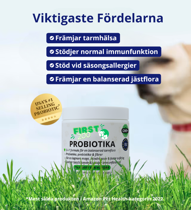 3-i-1 probiotika, der løser din hunds mave-, hud- og energiproblemer 