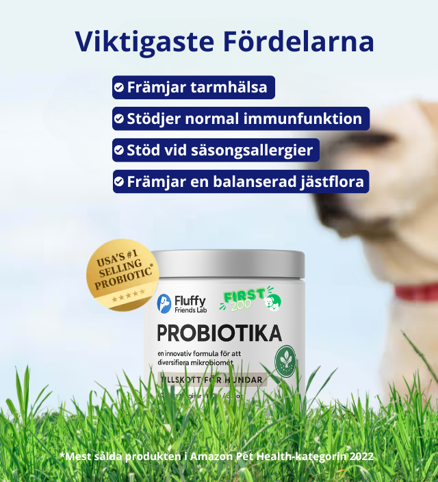 3-i-1 Probiotika, der løser din hunds mave-, hud- og energiproblemer 
