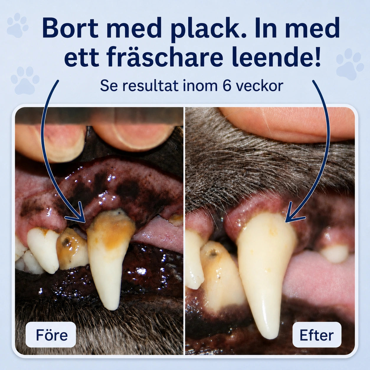 Apotek Hunden - 5-i-1 Beroligende Tyggetabletter, Der Lindrer Din Hunds Stress, Angst og Frygt 