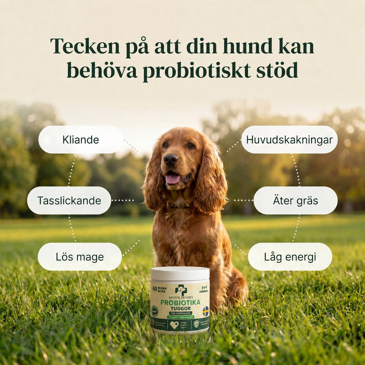 Apotek Hunden - 3-i-1 probiotika, der løser din hunds mave-, hud- og energiproblemer 