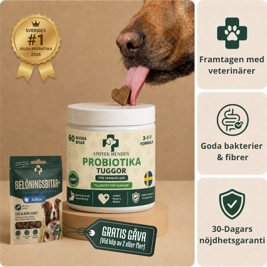 Apotek Hunden - 3-i-1 probiotika, der løser din hunds mave-, hud- og energiproblemer 