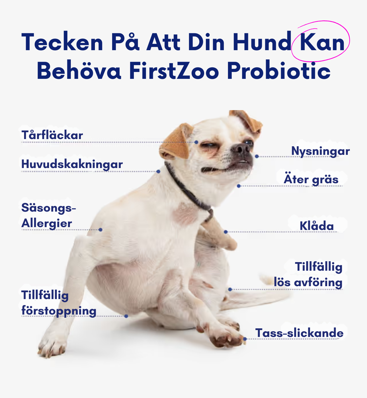 3-i-1 probiotika, der løser din hunds mave-, hud- og energiproblemer 