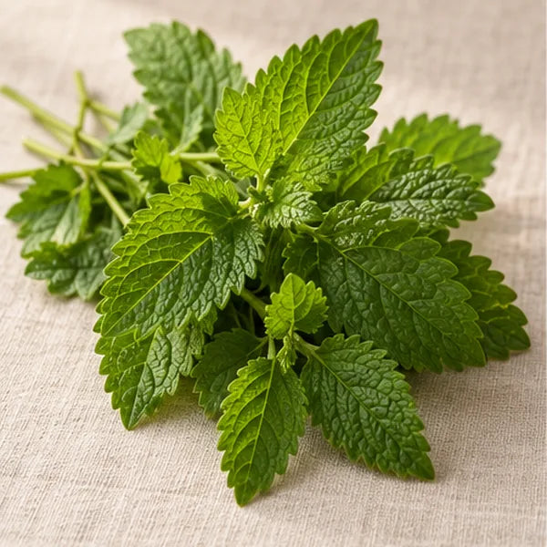 Citronmeliss