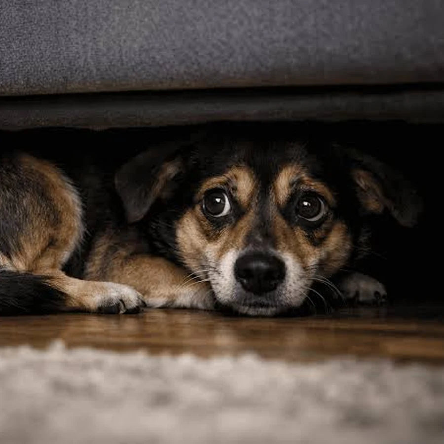 Rädd hund som gömmer sig under soffan