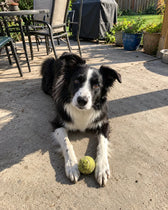 Hunden till Anna L.
