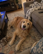 Hunden till Maria S.
