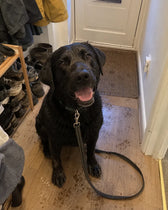 Hunden till Stefan M.