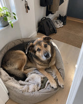 Hunden till Anders L.