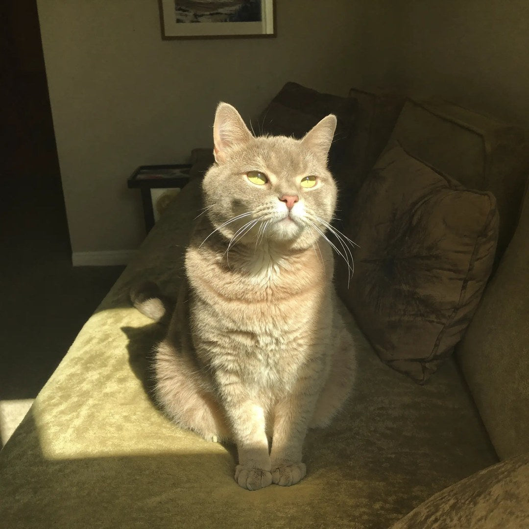 Katt med Munhälsa+
