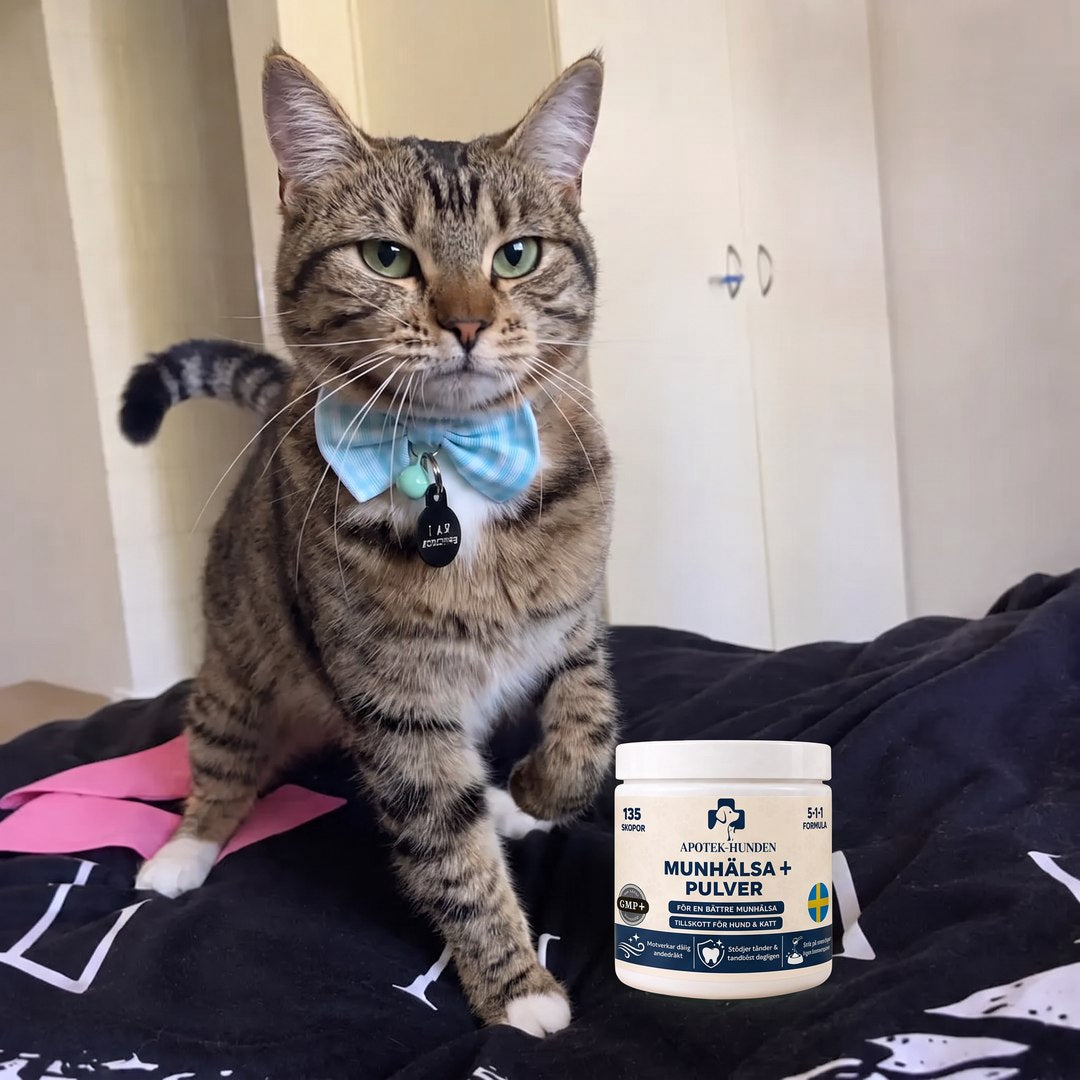 Katt med Munhälsa+ burk